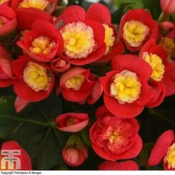 Begonia Elatior 'Valentino Pink' -Tulip Bloom BEGO WKB4120 C1