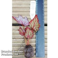 Begonia Rex 'Candy Queen' -Tulip Bloom BEGO CANDY WKF1115 C