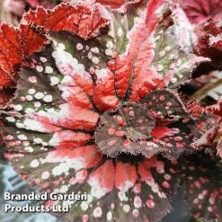Begonia Rex 'Helter Skelter'