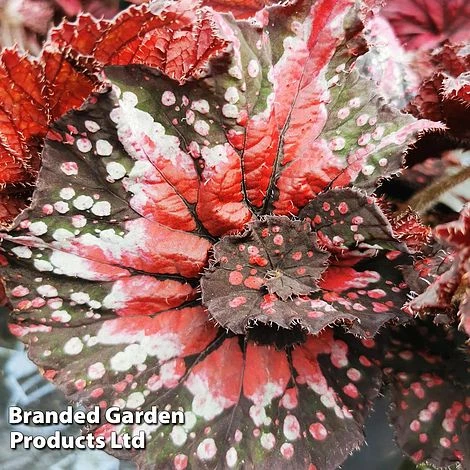 Begonia Rex 'Helter Skelter' 1 Begonia Rex 'Helter Skelter'