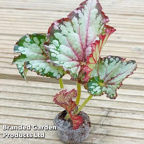 Begonia Rex 'Helter Skelter' 2 Begonia Rex 'Helter Skelter' - Image 2