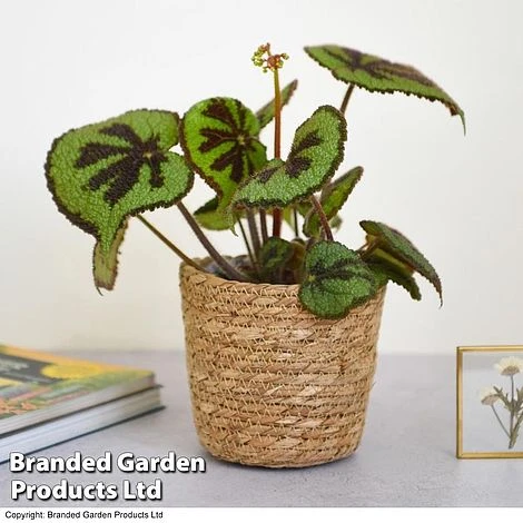 Begonia Masoniana 'Rock' 2 Begonia Masoniana 'Rock' - Image 2