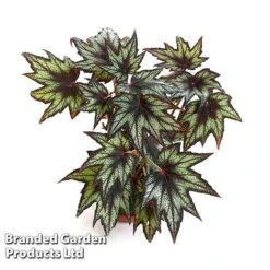 Begonia 'Little Brother Montgomery' -Tulip Bloom BEGO LILBROMON W45804