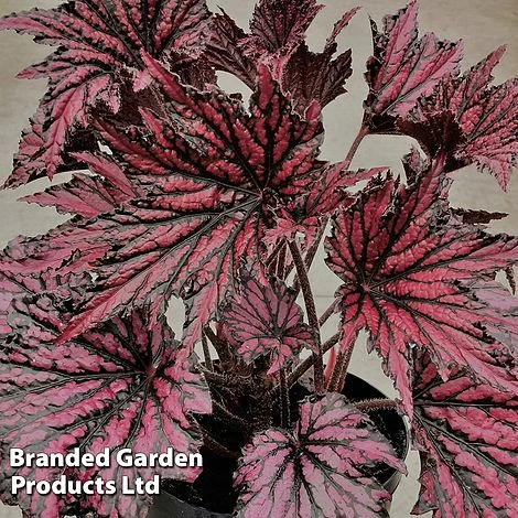 Begonia 'Merry Maker' 1 Begonia 'Merry Maker'