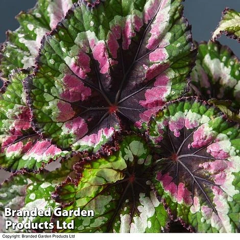 Begonia 'Merry Christmas' 1 Begonia 'Merry Christmas'