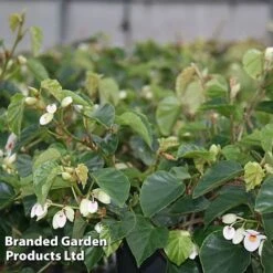 Begonia 'Solananthera'