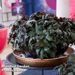 Begonia 'Spacestars Duo' -Tulip Bloom BEGO SPACEAVIO S43860