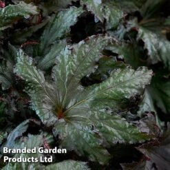 Begonia 'Spacestars Duo' -Tulip Bloom BEGO SPACEAVIO S43862