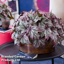 Begonia 'Spacestars Duo' -Tulip Bloom BEGO SPACEMAIA S43855