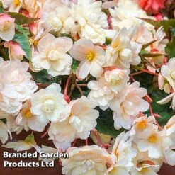 Begonia 'Sweet Spice Appleblossom' -Tulip Bloom BEGO SWEETSPAP S17989