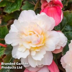 Begonia 'Sweet Spice Appleblossom' -Tulip Bloom BEGO SWEETSPAP S17991