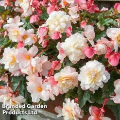 Begonia 'Sweet Spice Appleblossom' -Tulip Bloom BEGO SWEETSPAP S17993