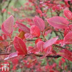 Blueberry 'Full Season Collection' -Tulip Bloom BLUE AUTUMNFOL B4