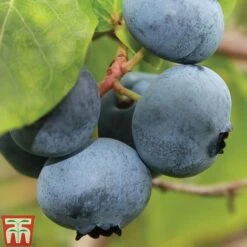 Tulip Bloom -Tulip Bloom BLUE CWW3305 B