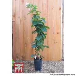 Blackberry 'Reuben' -Tulip Bloom BLUE CWW4677 CC