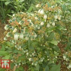 Blueberry 'Bluegold'