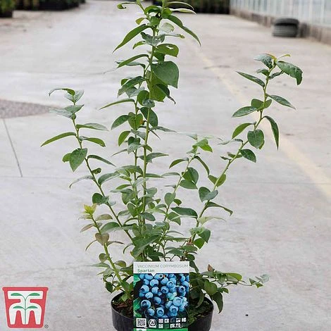 Blueberry 'Spartan' 2 Blueberry 'Spartan' - Image 2