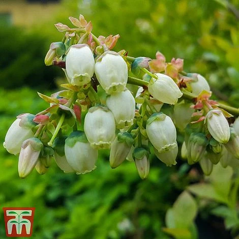 Blueberry 'Spartan' 4 Blueberry 'Spartan' - Image 4