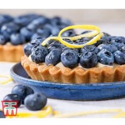 Blueberry 'Spartan' 10 Blueberry 'Spartan' -Tulip Bloom BLUE TKA3660 CC