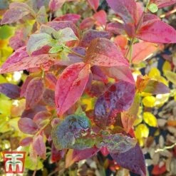 Blueberry 'Spartan' 11 Blueberry 'Spartan' -Tulip Bloom BLUE TKA3660 DD