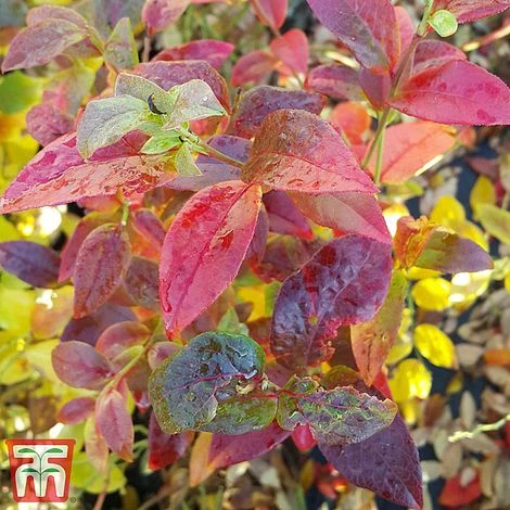 Blueberry 'Spartan' 6 Blueberry 'Spartan' - Image 6