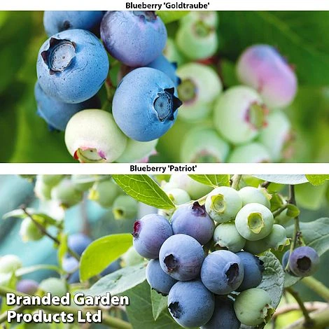 Blueberry Duo 1 Blueberry Duo