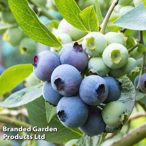 Blueberry 'Patriot' (Organic) 1 Blueberry 'Patriot' (Organic)
