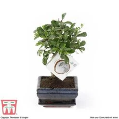Bonsai Carmona Microphylla (House Plant) -Tulip Bloom BONS TKA3020 E1