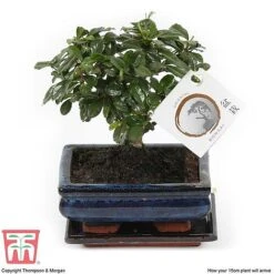 Bonsai Carmona Microphylla (House Plant) -Tulip Bloom BONS TKA3020 G1