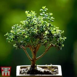 Bonsai Ligustrum -Tulip Bloom BONS TKA3021 A1