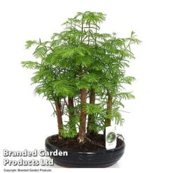 Bonsai Metasequoia Forest Mix In Oval Ceramic -Tulip Bloom BONS FORESTMIX T50180