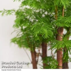 Bonsai Metasequoia Forest Mix In Oval Ceramic -Tulip Bloom BONS FORESTMIX T50186