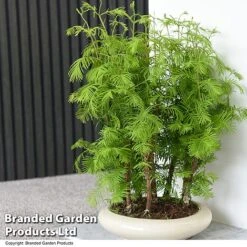 Bonsai Metasequoia Forest Mix In Oval Ceramic -Tulip Bloom BONS FORESTMIX T50502