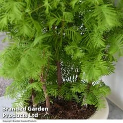 Bonsai Metasequoia Forest Mix In Oval Ceramic -Tulip Bloom BONS FORESTMIX T50505