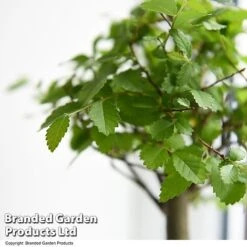 Bonsai Mix In Easy Care Pot -Tulip Bloom BONS MXEASYCAR T49216