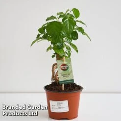 Radermachera Sinica Bonsai Form -Tulip Bloom BONS RADER12CM T45096G