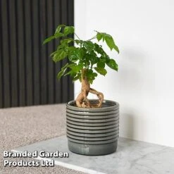 Radermachera Sinica Bonsai Form -Tulip Bloom BONS RADERMACH T45097F