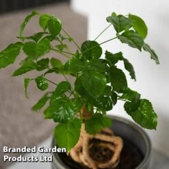 Radermachera Sinica Bonsai Form -Tulip Bloom BONS RADERMACH T45099D