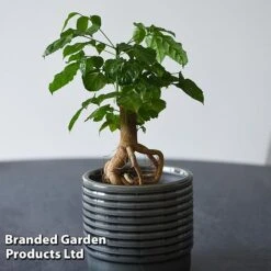 Radermachera Sinica Bonsai Form -Tulip Bloom BONS RADERMACH T45102A