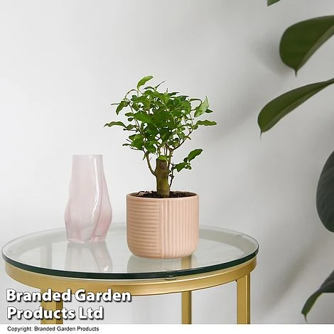 Bonsai Mix In Round Ceramic 2 Bonsai Mix In Round Ceramic - Image 2