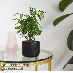 Bonsai Mix In Round Ceramic 7 Bonsai Mix In Round Ceramic -Tulip Bloom BONS ROUNDMIX T49072