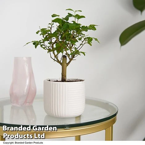 Bonsai Mix In Round Ceramic 4 Bonsai Mix In Round Ceramic - Image 4