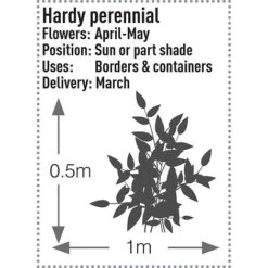 Brunnera Macrophylla 'Jack Frost' -Tulip Bloom BRUN T57542 B h