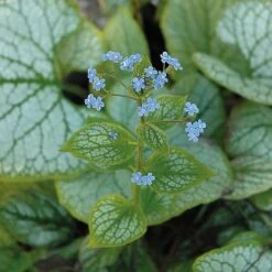 Brunnera Macrophylla 'Jack Frost' -Tulip Bloom BRUN t57542 C
