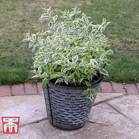 Buddleja 'Butterfly Gold' 3 Buddleja 'Butterfly Gold' - Image 3