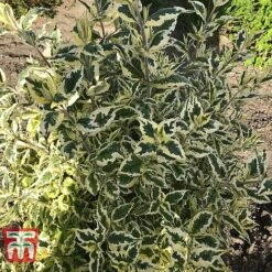 Buddleja 'Butterfly Gold' 8 Buddleja 'Butterfly Gold' -Tulip Bloom BUDD KB2782 C