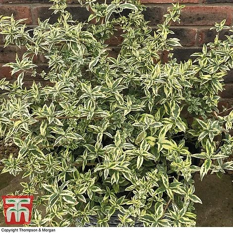 Buddleja 'Butterfly Gold' 2 Buddleja 'Butterfly Gold' - Image 2