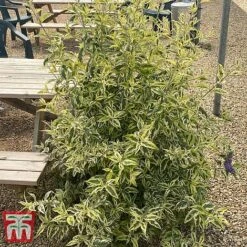 Buddleja 'Butterfly Gold' 9 Buddleja 'Butterfly Gold' -Tulip Bloom BUDD KB2782 E