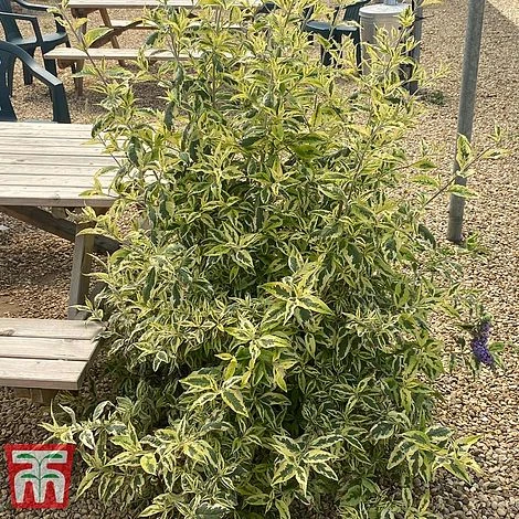 Buddleja 'Butterfly Gold' 5 Buddleja 'Butterfly Gold' - Image 5