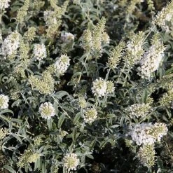 Buddleja Davidii 'White Ball'